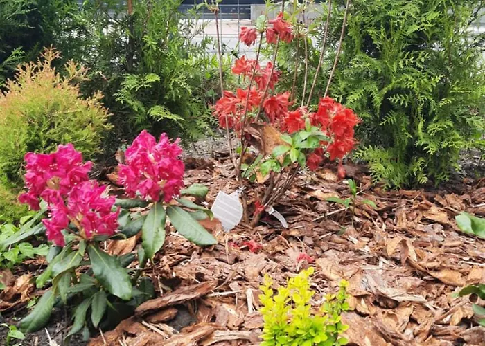 Zielone Marzenie דירה